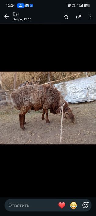 Кошкам сатылады Баран