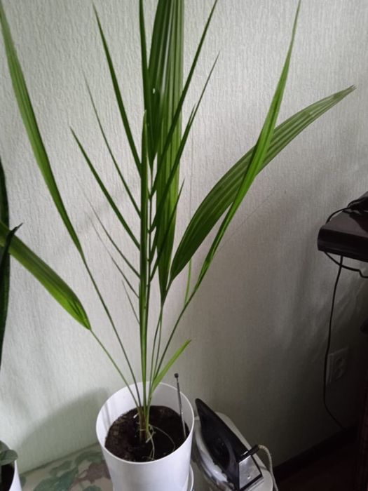 Продаются цветы