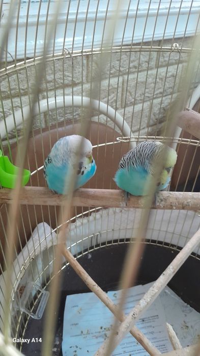 Попугаи волнистые