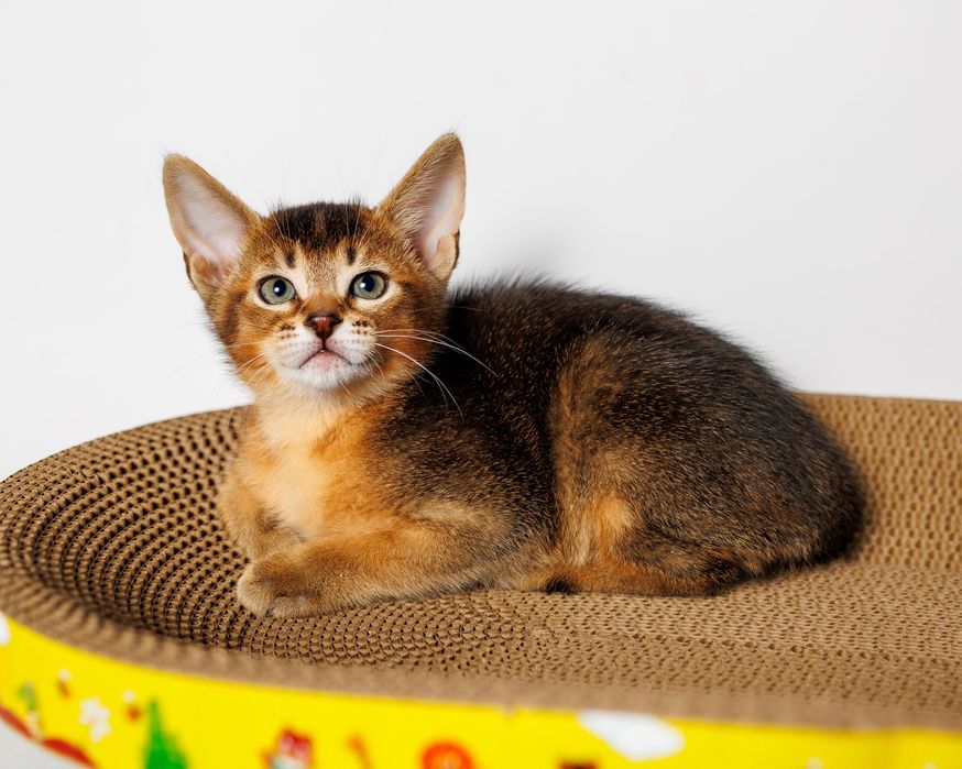 Чаузи котята F3 с документами