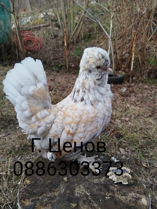 Продавам  джинки струмски бантам