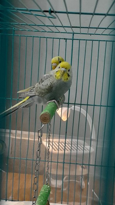 Папугай пара с клеткой