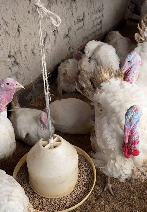 Kurka Parranda goʻsht