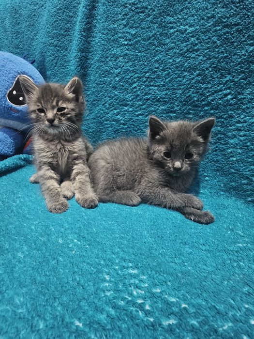 Отдам котят бесплатно