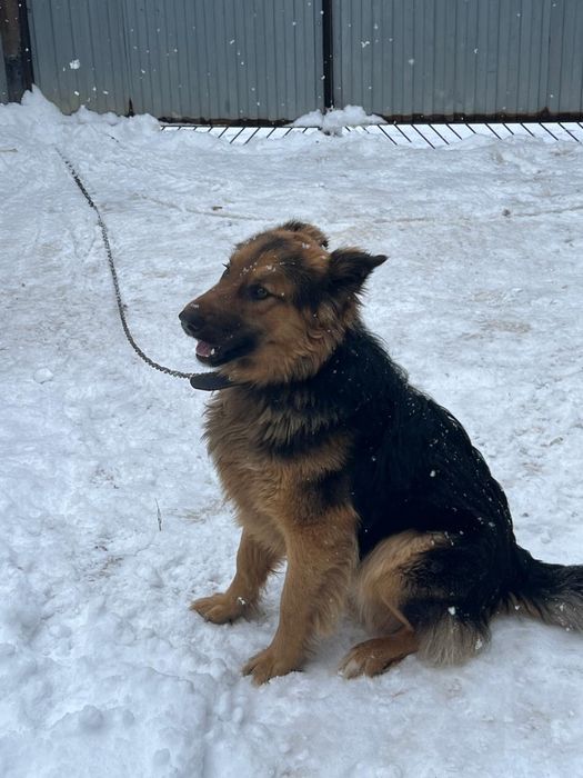 Мальчик ищет новый дом