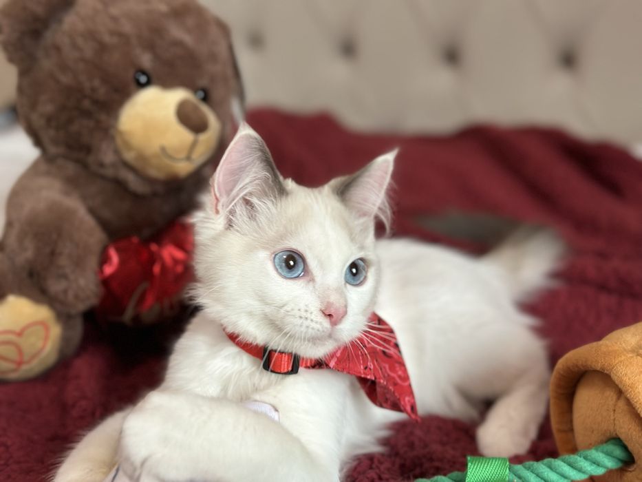 Регдол / Ragdoll