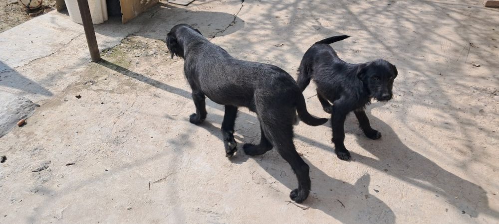 Лабладор  за двох