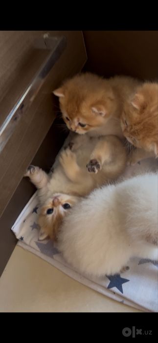 Продаются чистокровные Шиншилы котята и кошка