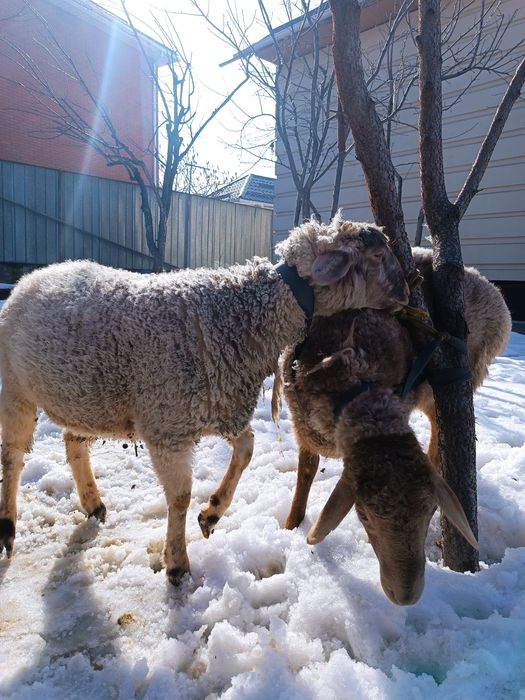 Бараны домашнего откорма