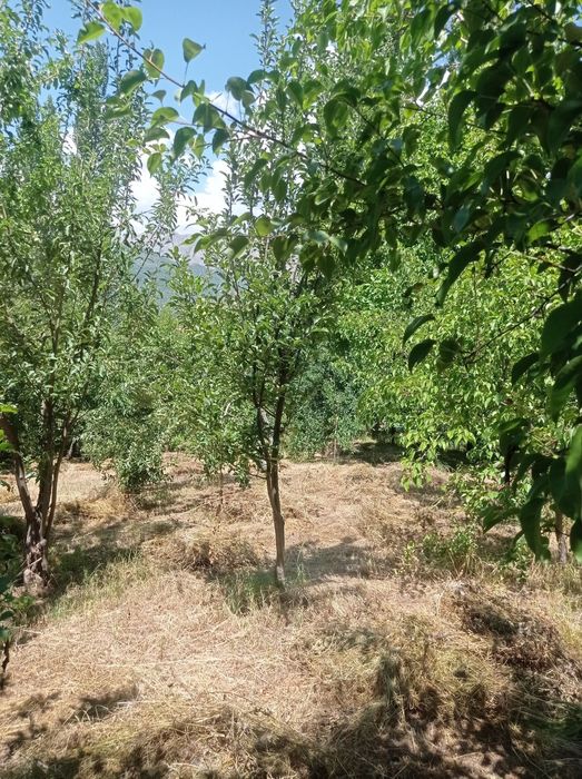 10 соток ер сотилади