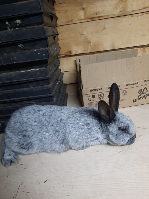 Кролята Полтавское серебро