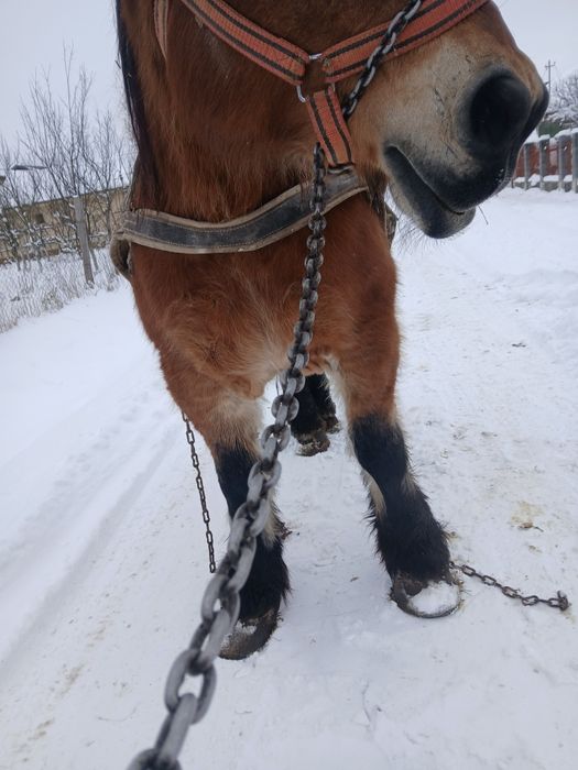 Trei iepe de vânzare