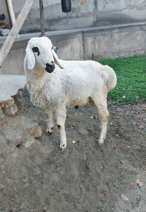 Ок кучкор сотилади