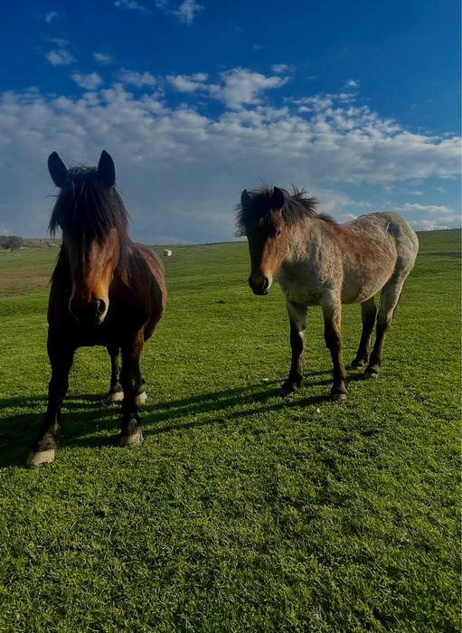 De vanzare manz deres de 11 luni!