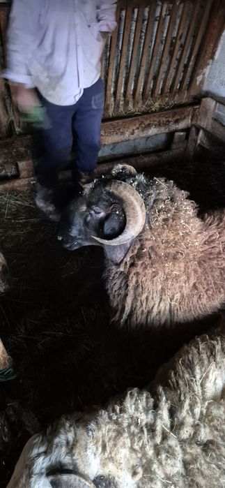 Коч само за ценители