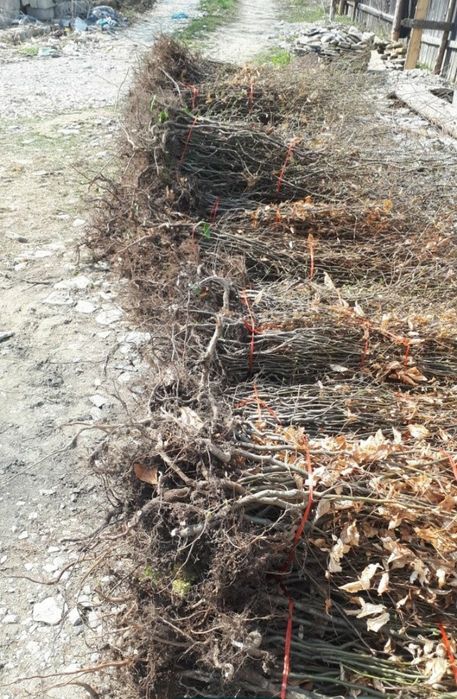 Puieti de fag,carpen,ulm,paltin,etc