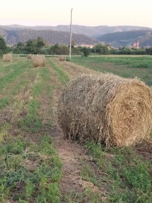 Baloți de lucernă