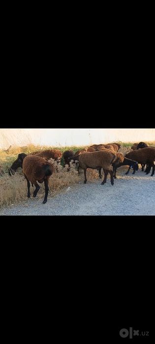 Toza qoli hsori simjun kashtan varyantidan