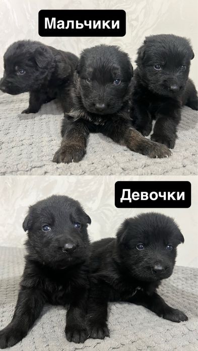 Щенки немецкой овчарки