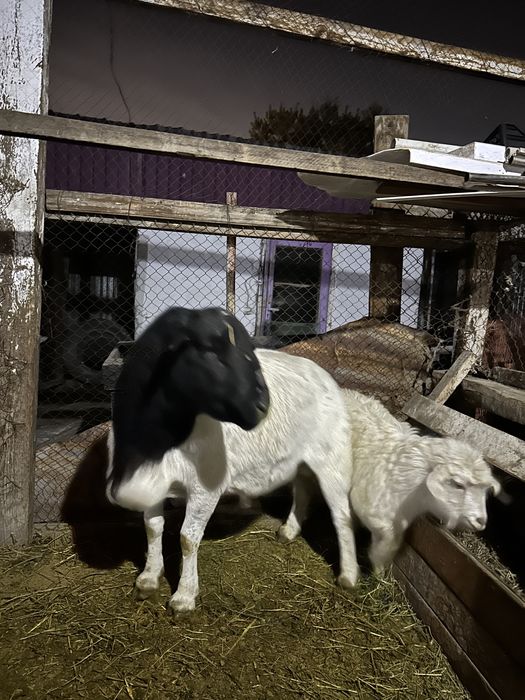 Продам племенного барана Дорпер