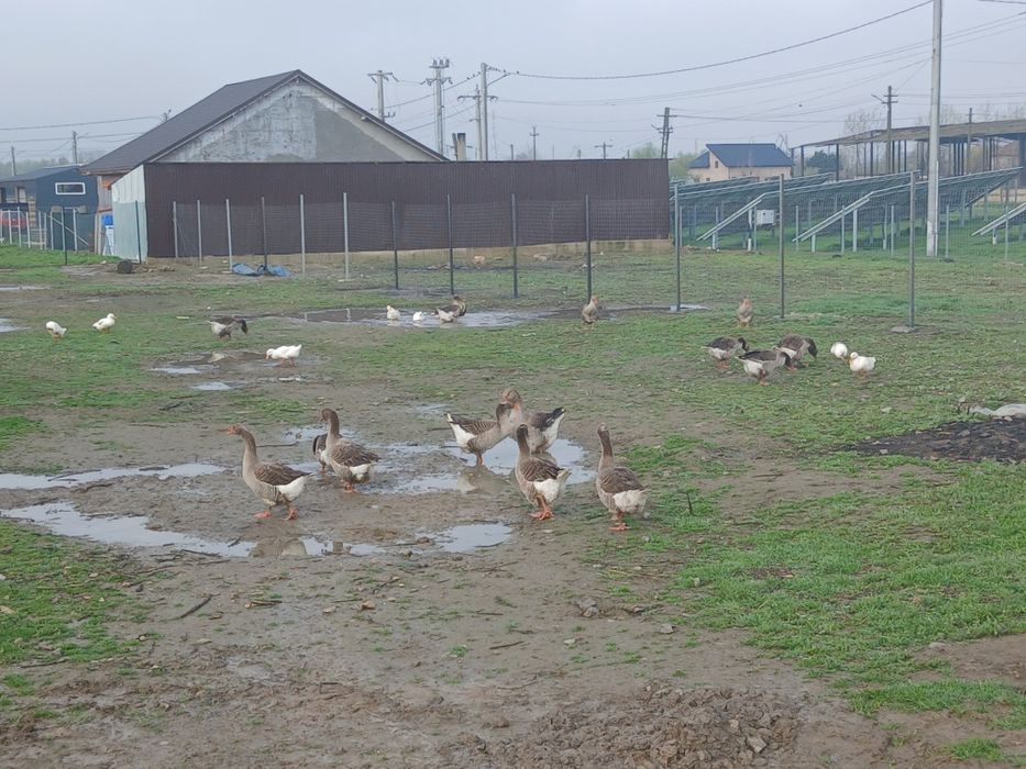 Vând oua de gâscă Toulouse