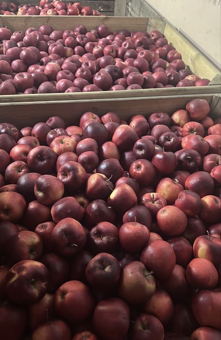 Mere consum de vanzare !!! Idared , prince , delicios , golden !!!