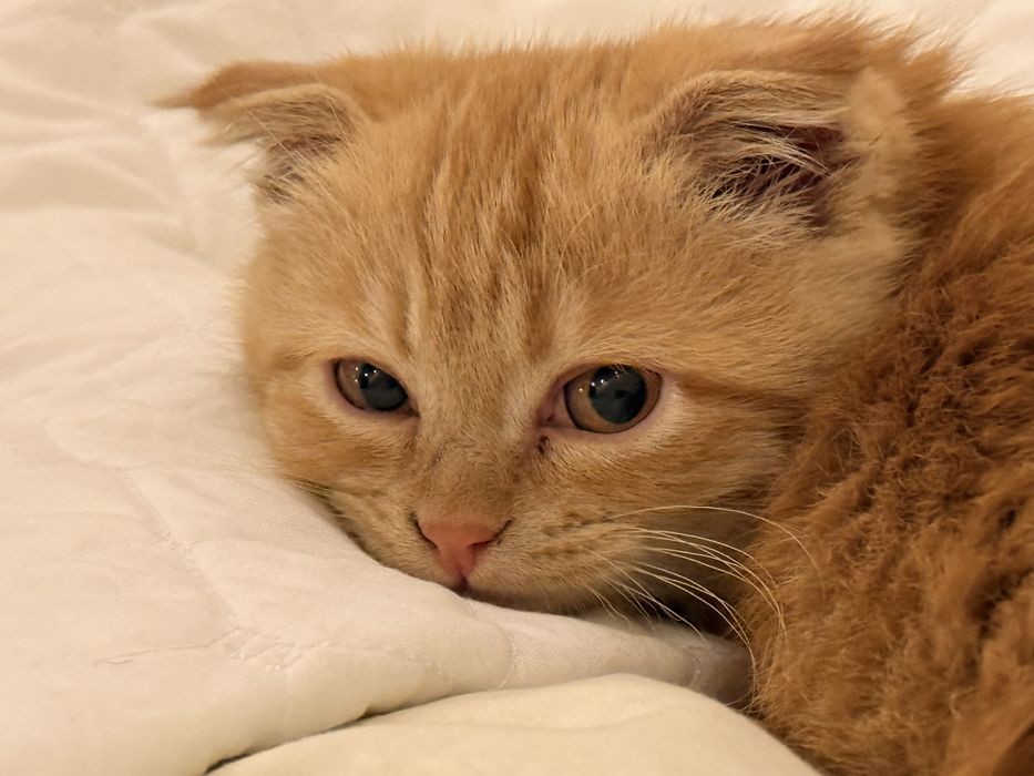 Scottish fold mushuk sotiladi