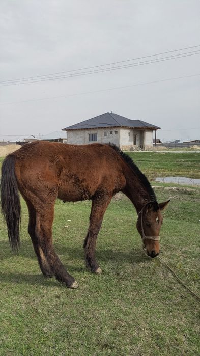 Тайлар сатылады тез арада