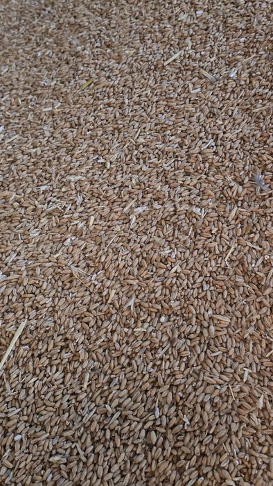 Grâu, triticale, orz și ovăz