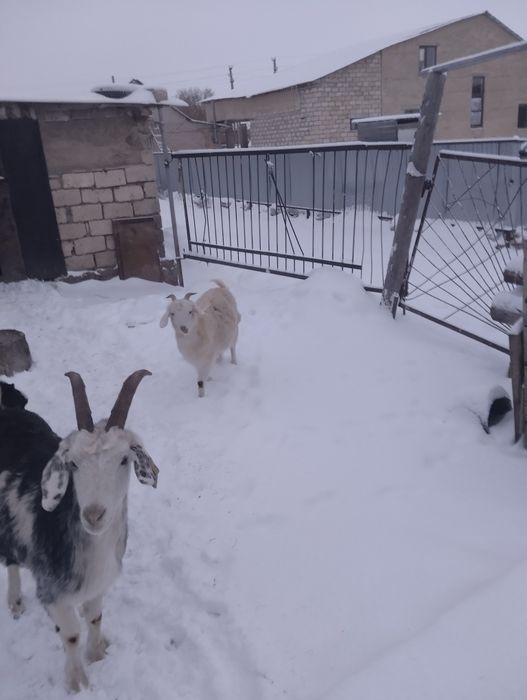 Продам коз альпийские