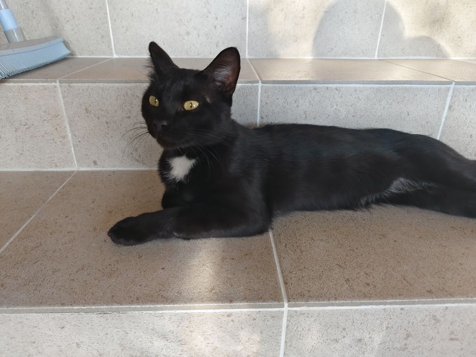 Молодой котик в добрые руки