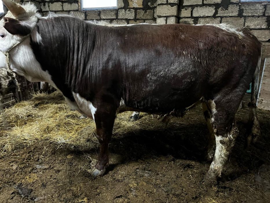 Семіз Откорм бұқалар