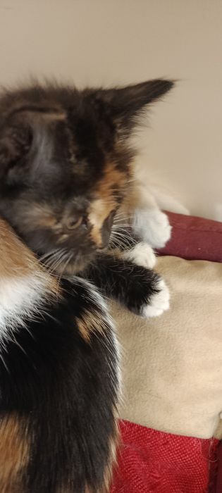 Котята трёхцветные