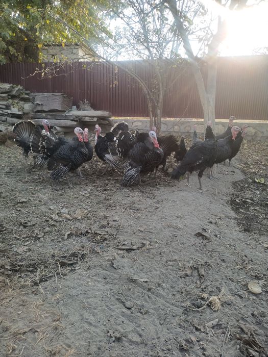 Kurkalar optom sotiladi