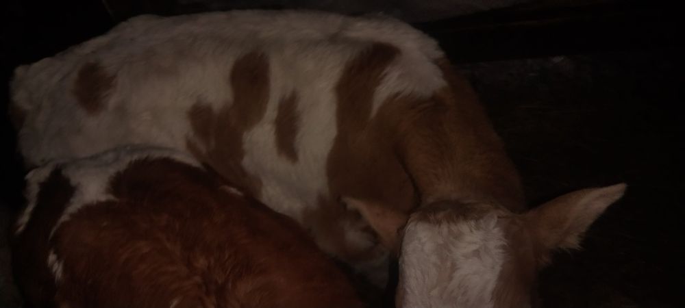 Бычок   месячный