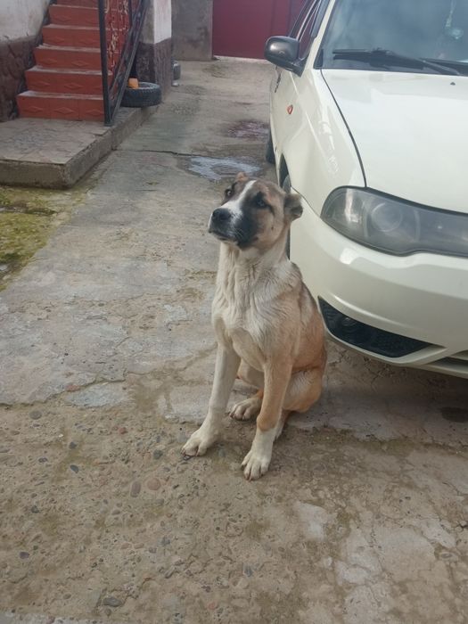 Алабай күшігі сатылады