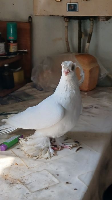 Белый самец плодный