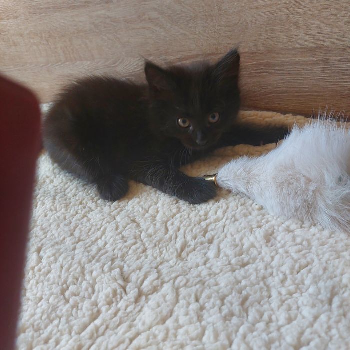 Котенок черненький, пушистый