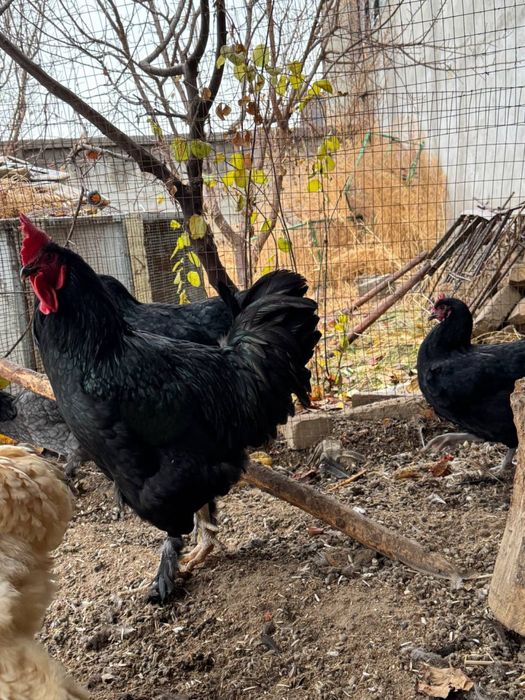 Damshniy xoroz tovuqlar sotiladi