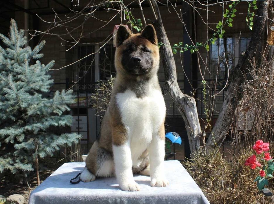 Американская акита девочка