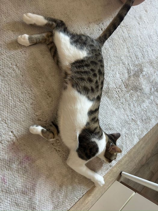 Отдам кота в хорошие добрые руки .