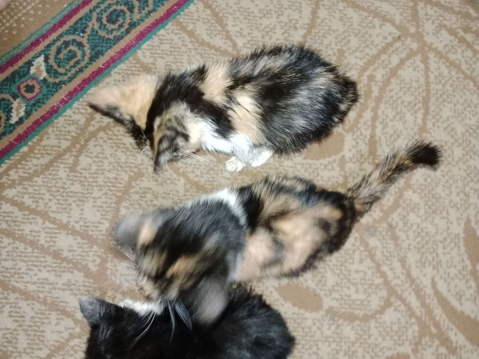 Котята трехцветные срочно бесплатно