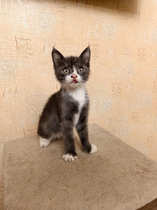 В добрые руки котик