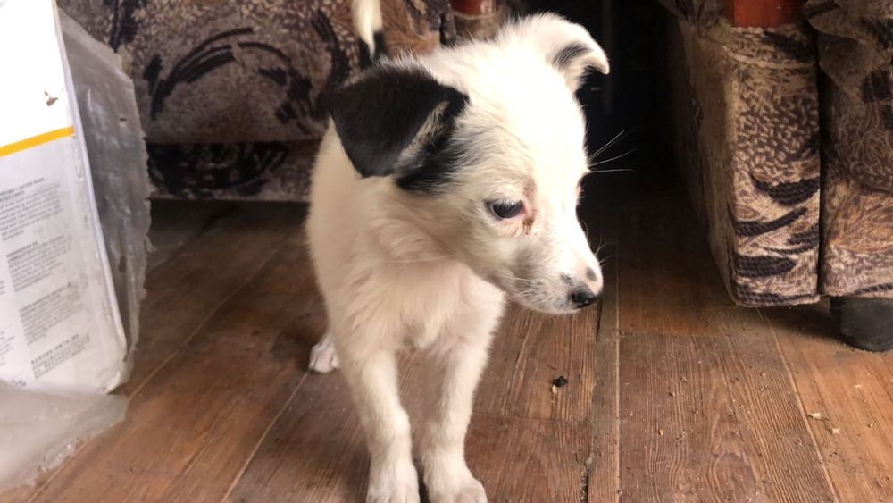 Щенки бесплатно в хорошие руки