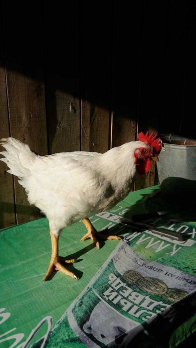 Домашнее мясо бройлера. Бройлеры.