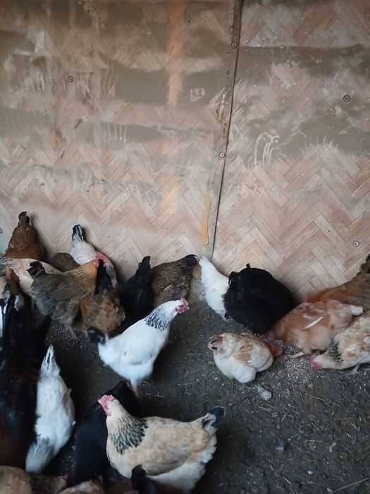 Породистые курыы