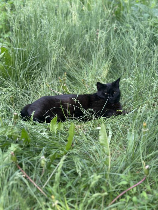 Кошка бесплатно