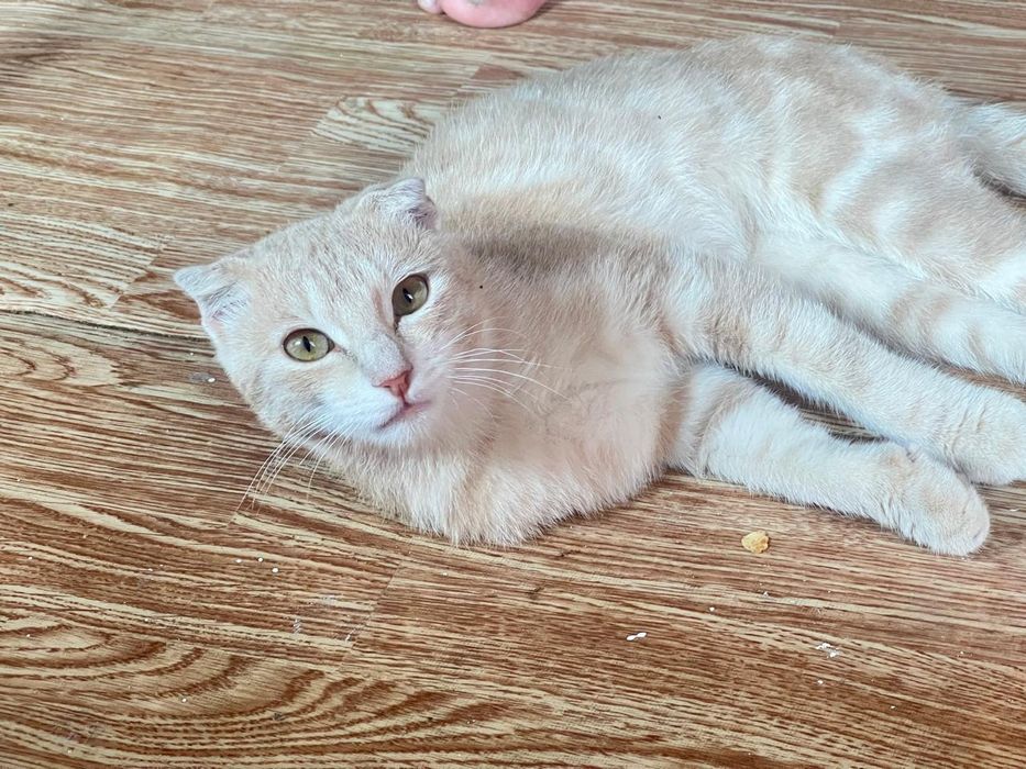 отдам котенка-подростка)