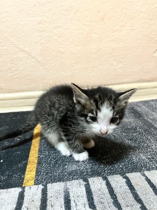 СРОЧНО отдам котят