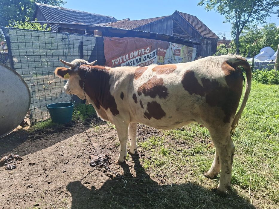 De  vânzare junincă bălțată românească